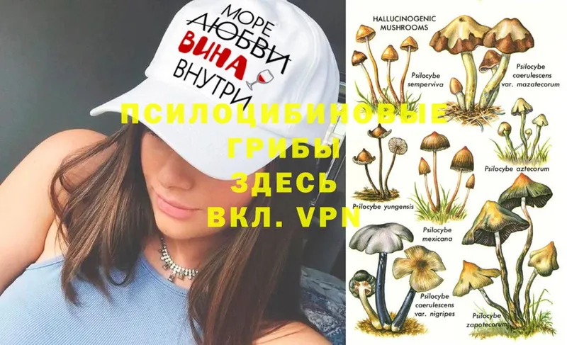 Галлюциногенные грибы MAGIC MUSHROOMS  Гаврилов-Ям 